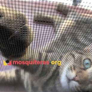 Mosquitera Gatos para ventanas abatibles