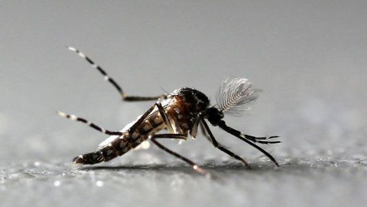 Curiosidades para evitar picaduras de mosquitos