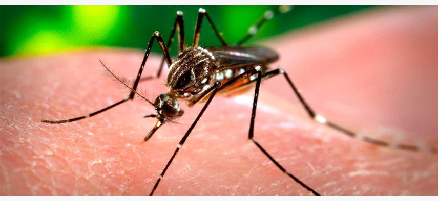 Mosquitos en Asturias| Mosquito invasor asiático Aedes japonicus