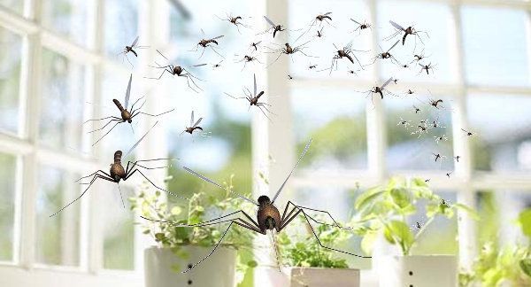 Sin mosquiteras, mosquitos