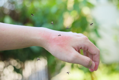 Comportamiento de los mosquitos ante climas frios