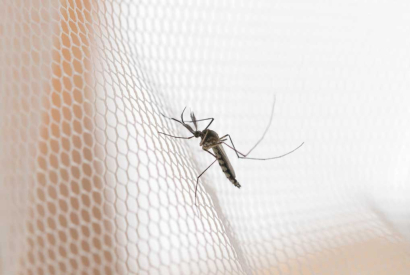 Mosquiteras con velcro de malla fina: ¿son eficaces?