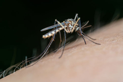 ¿Cuántas veces puede picar un mosquito?