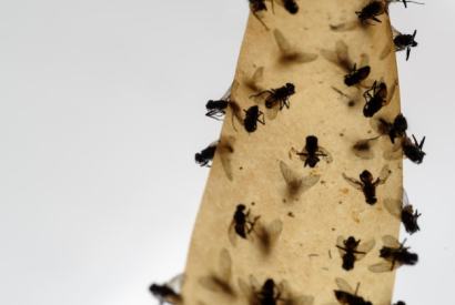 Cómo deshacerse de las mosquiteras pequeñas en casa