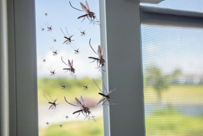 ¿Qué hacer para no tener mosquitos en casa?