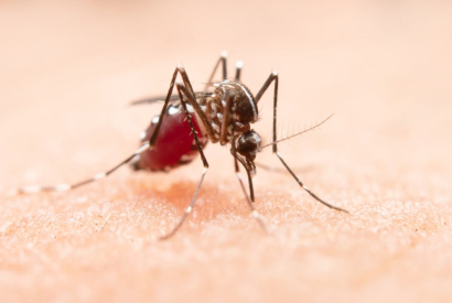 ¿Los mosquitos pican en la cara?