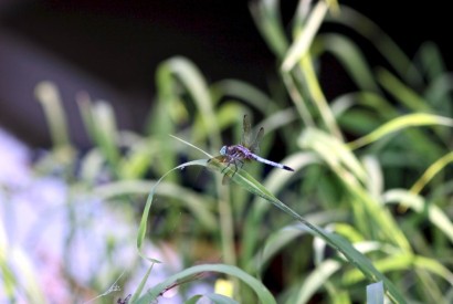 ¿Merecen la pena las mosquiteras para techos?